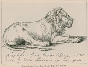 Senegalese Leeuw van Exeter Change door Edwin Landseer