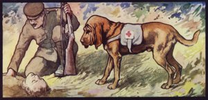Ambulance Bloedhond