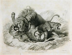 Strijdende Groep naar de Natuur, plaat 6 uit Twintig Gravures van Leeuwen, Tijgers, Panters & Luipaarden... gegraveerd door Thomas Landseer (1795-1880) 1823 door Edwin after Landseer