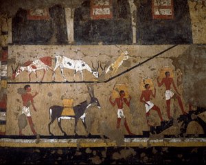 Egyptische oudheid: het transport van tarwe op de rug van muilezels en op de rug van slaven. Fresco uit het graf van koningin Neferou III. 12e dynastie. 2200-2000 v.Chr. Uit El Ghebelen. Turijn, Egyptisch museum