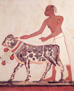 Boer die een koe naar het offer leidt, uit het Graf van Menna door Egyptian 18th Dynasty