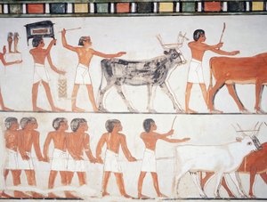 Herders en vee, fresco, zuidmuur, longitudinale kamer, Thebaanse graf TT69, Sheikh Abd el-Qurna, Thebe (Unesco Werelderfgoedlijst)