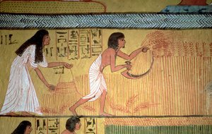 Detail van een oogstscène op de Oostmuur, uit het Graf van Sennedjem, Het Arbeidersdorp, Nieuwe Koninkrijk door Egyptian 19th Dynasty