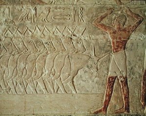 Reliëf dat een veedrijver toont die een groep vee aanmoedigt, uit de Mastaba van Mereruka, Oude Koninkrijk