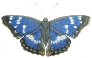 Purple Emperor, 2012 (aquarelverf en potlood op papier) door Eleanor Grafton