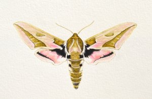 Boerenwormvlinder, 2023 (aquarel) door Eleanor Grafton