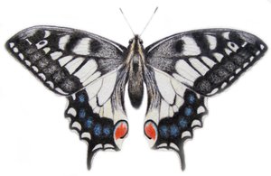 Zwaluwstaart, 2012 (aquarelverf en potlood)