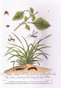 Lieveheersbeestje en vader lange poten: Coccinella en Tipula Oleracea (kleur litho) door Eleazar (after) Albin
