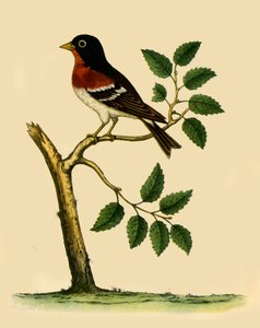 Vink, 1738, 1942
