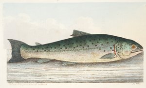 Zalmforel uit Berwick on Tweed, uit Een Verhandeling over Vissen en Visvijvers, uitgegeven 1832