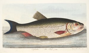 De Kopvoorn, uit Een Verhandeling over Vissen en Visvijvers, uitgegeven 1832 door Eleazar Albin
