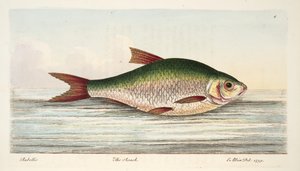De Voornt, uit Een Verhandeling over Vissen en Visvijvers, uitgegeven 1832 door Eleazar Albin