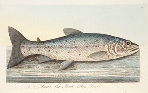 De Forel, uit Een Verhandeling over Vissen en Visvijvers, uitgegeven 1832 door Eleazar Albin