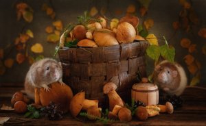 Herfstpaddenstoelenvrienden
