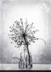 Monochrome botanische studie door Eleonora Grigorjeva