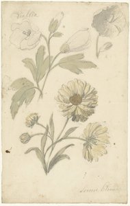 Studies van zonnebloemen en dialtia door Elias van Nijmegen
