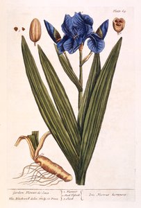 Iris, plaat 69 uit 