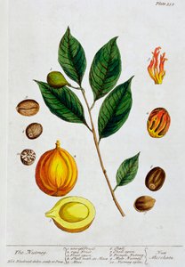 Nootmuskaat, 1782