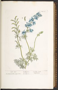 Plate 26, Lark Spur, uit 