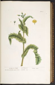 Plaat 30, Stekelige Zonnebloem, uit 