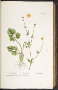Plaat 31, Boterbloem, uit 