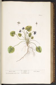 Plaat 55, Maartse Viooltje, uit 