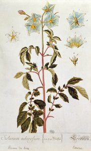 Aardappelbloemen, plaat uit 