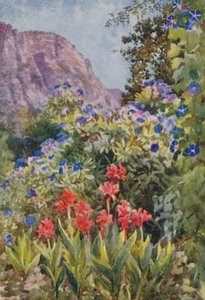 Blauwe Ipomoea en Cannas, Bishopscourt, bij Kaapstad (kleurenlitho)