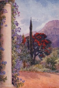 Donkerrode Eucalyptus en Solanum Wendlandii bij Paradise, Claremont (kleurenlitho)