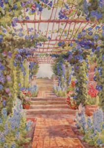 Pergola bedekt met blauwe Ipomoea Learii de Grendel, Tygerberg (kleurenlitho)