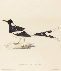 Enicurus Maculatus (Gevlekte vorkstaart)