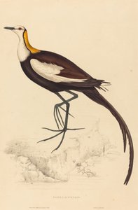 Parra Sinensis (Fazantstaartjacana)