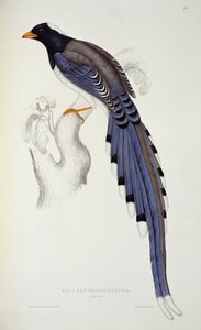 Pica Erythrorhyncha, uit 
