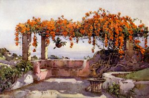 Bignonia Venusta door Ella Du Cane