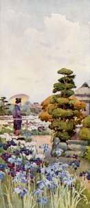 Irissen