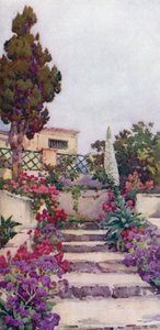 Statices en Trots van Tenerife door Ella Du Cane