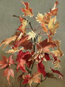 Herfstbladeren, nr. 2 (esdoorn) Door Ellen Thayer Fisher