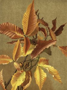 Herfstbladeren nr. 3 Beuk Door Ellen Thayer Fisher