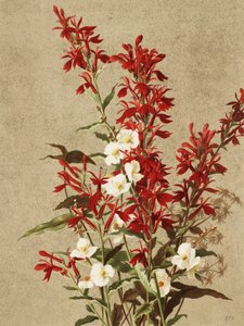 Kardinaalsbloemen