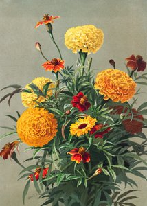 Goudsbloemen