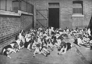 De Cottesmore Jachtgroep, ca. 1902, 1903 door Elliott and Fry
