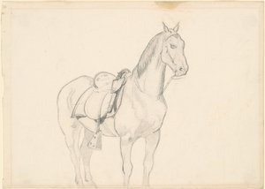 Paard