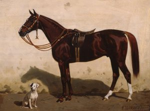 Gezadelde vos met hond
