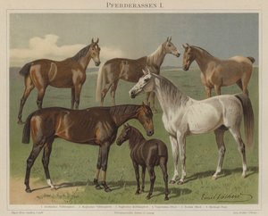 Paardenrassen
