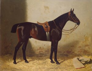 Paardenportret