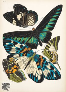 Plaat 10 uit Papillons, uitgegeven in 1925