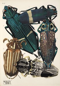 Plaat 13 uit Insectes, uitgegeven in de jaren 1930 door Émile Allain Séguy