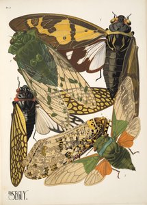 Plaat 2 uit Insectes, uitgegeven jaren 1930 door Émile Allain Séguy