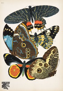 Plaat 2 uit Papillons, uitgegeven in 1925