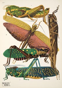 Plaat 7 uit Insectes, uitgegeven in de jaren 1930 door Émile Allain Séguy